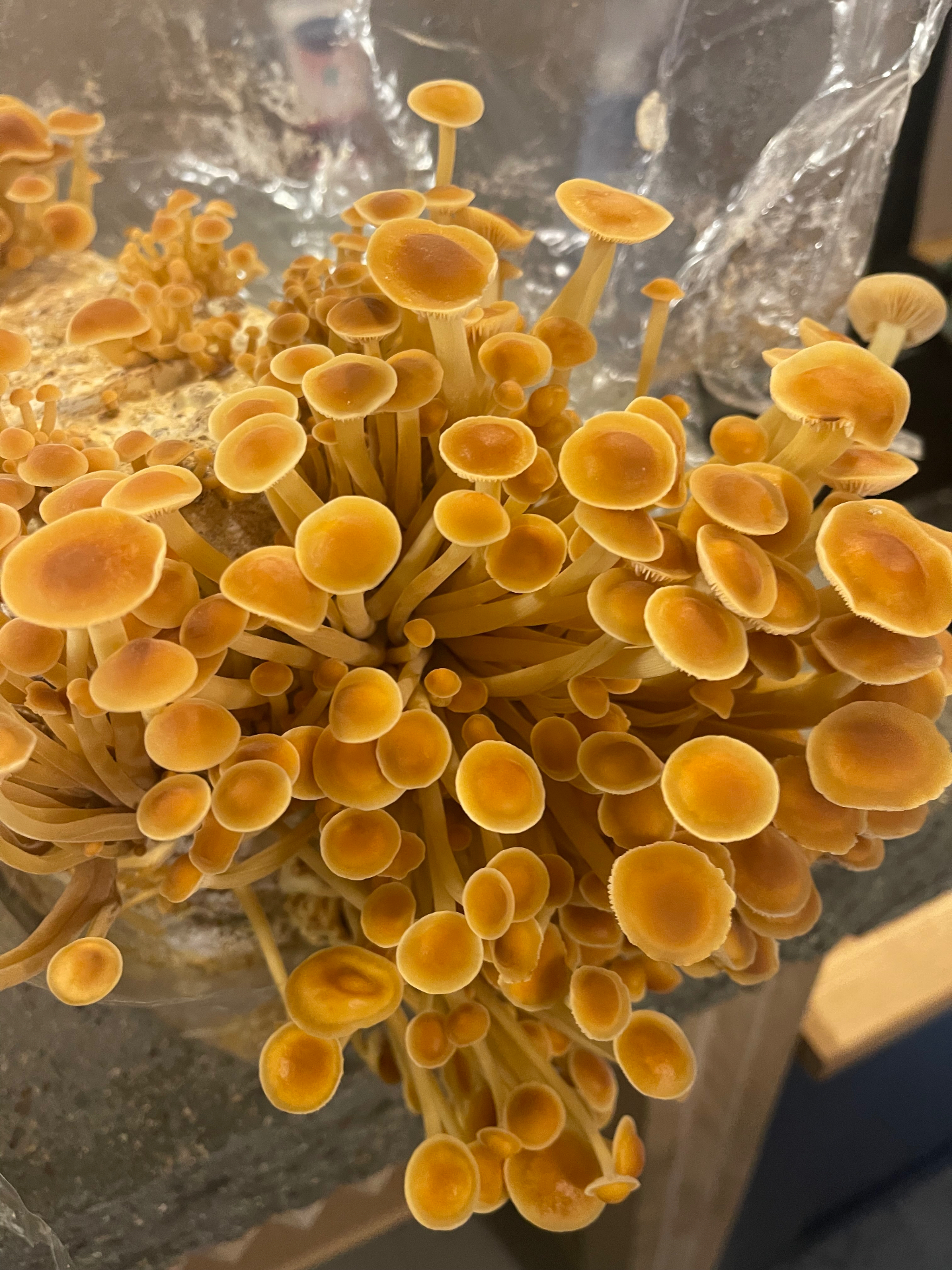 A dense cluster of golden enoki mushrooms fruiting from a substrate block at the Oswestry farm