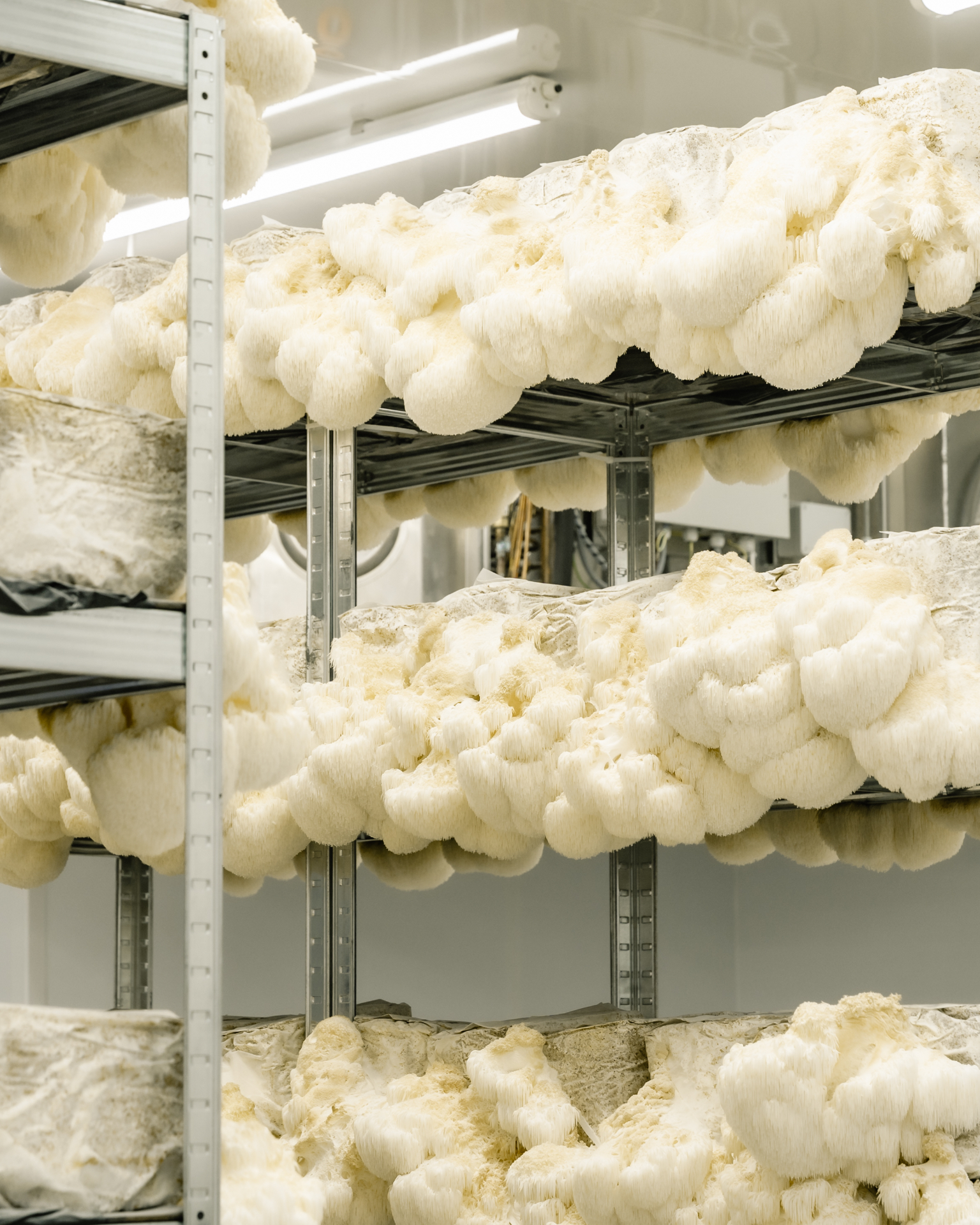 Shelves of first-flush Lion's Mane fruiting in Shrooma's Oswestry growing room