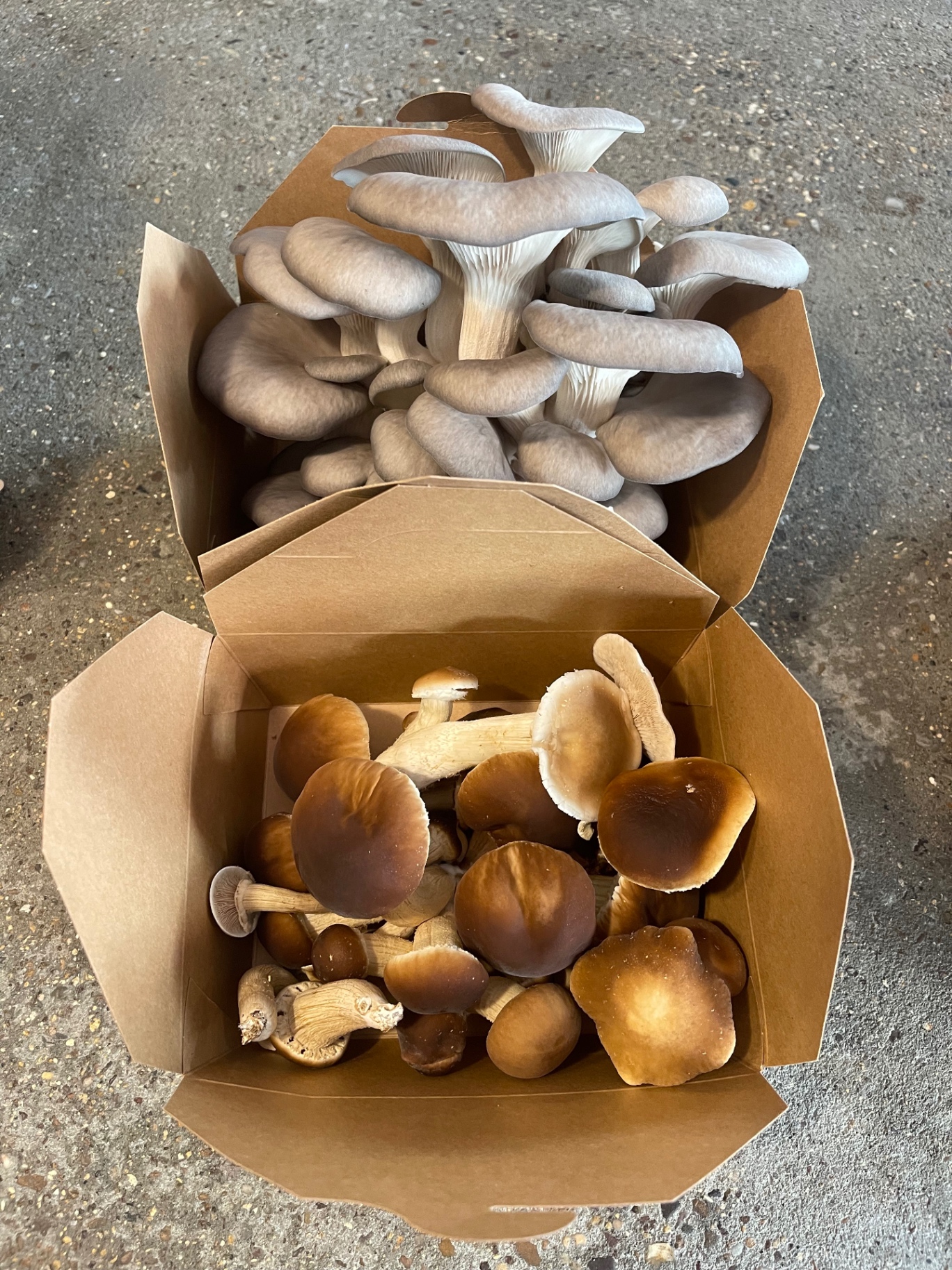 Trays of grey oyster and pioppino mushrooms harvested for the kitchen