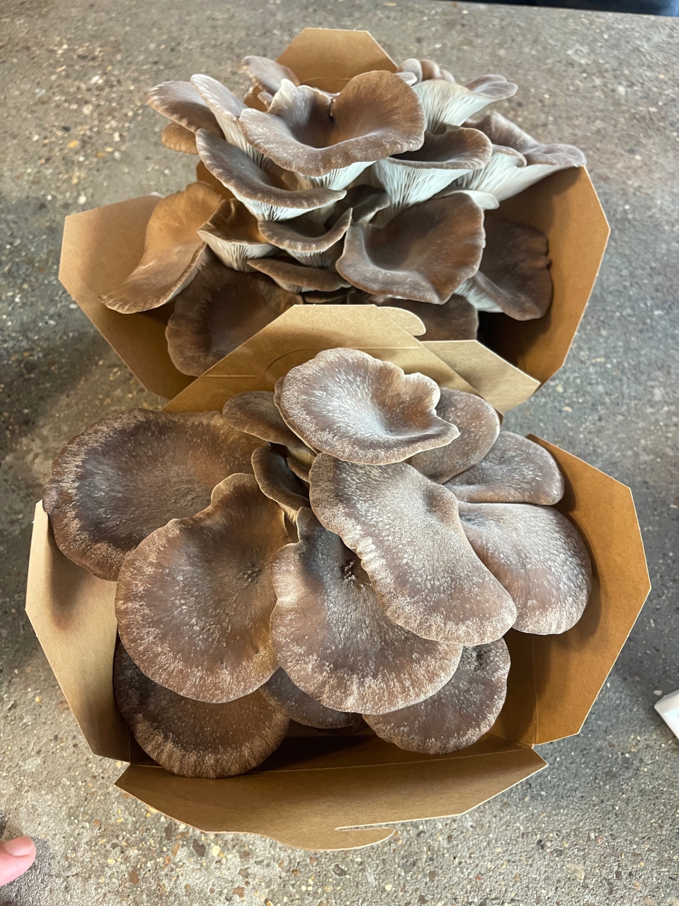 Trays of black pearl oyster mushrooms freshly harvested at the Oswestry farm