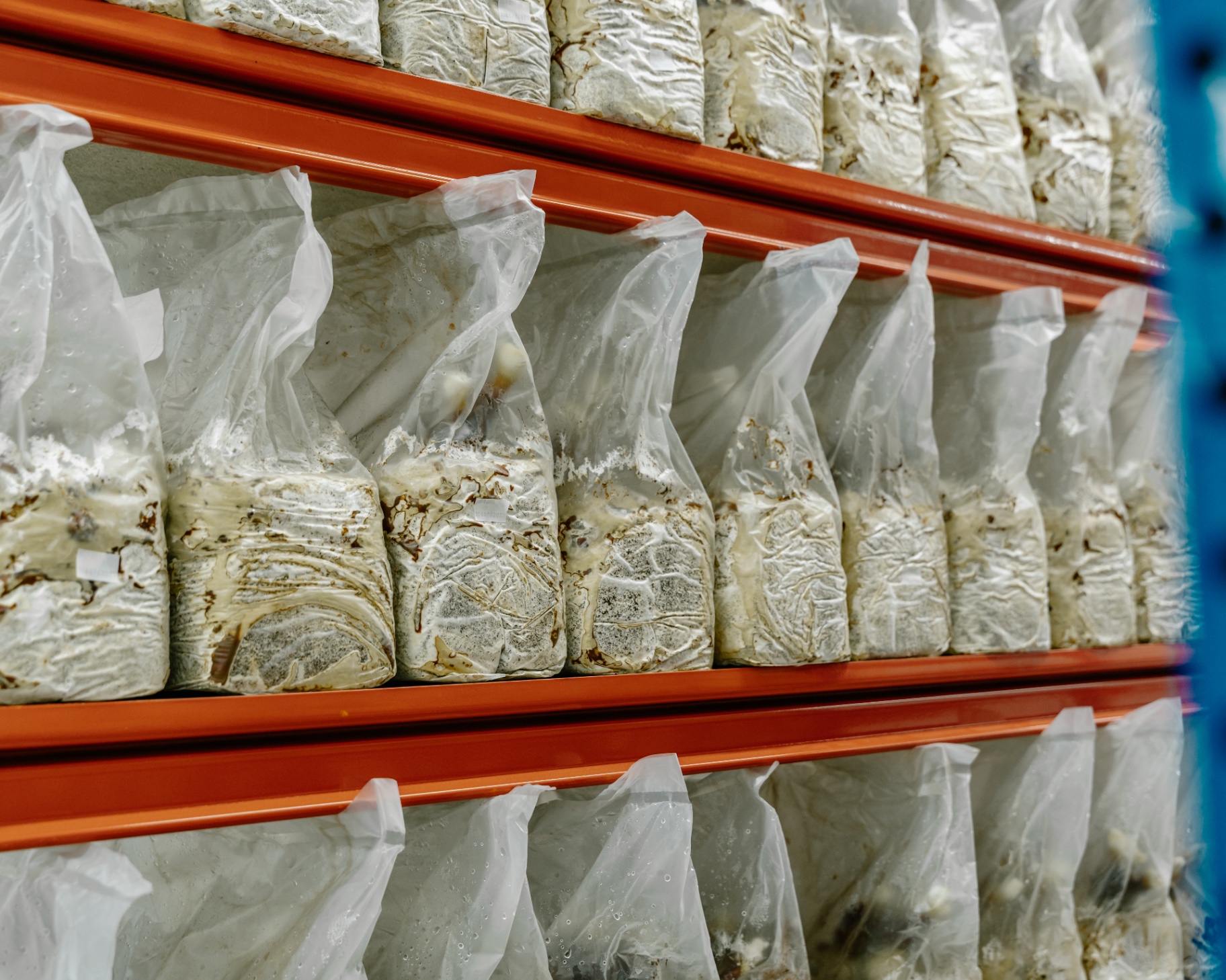 Rows of organic substrate bags colonising on industrial racking inside the Oswestry growing room
