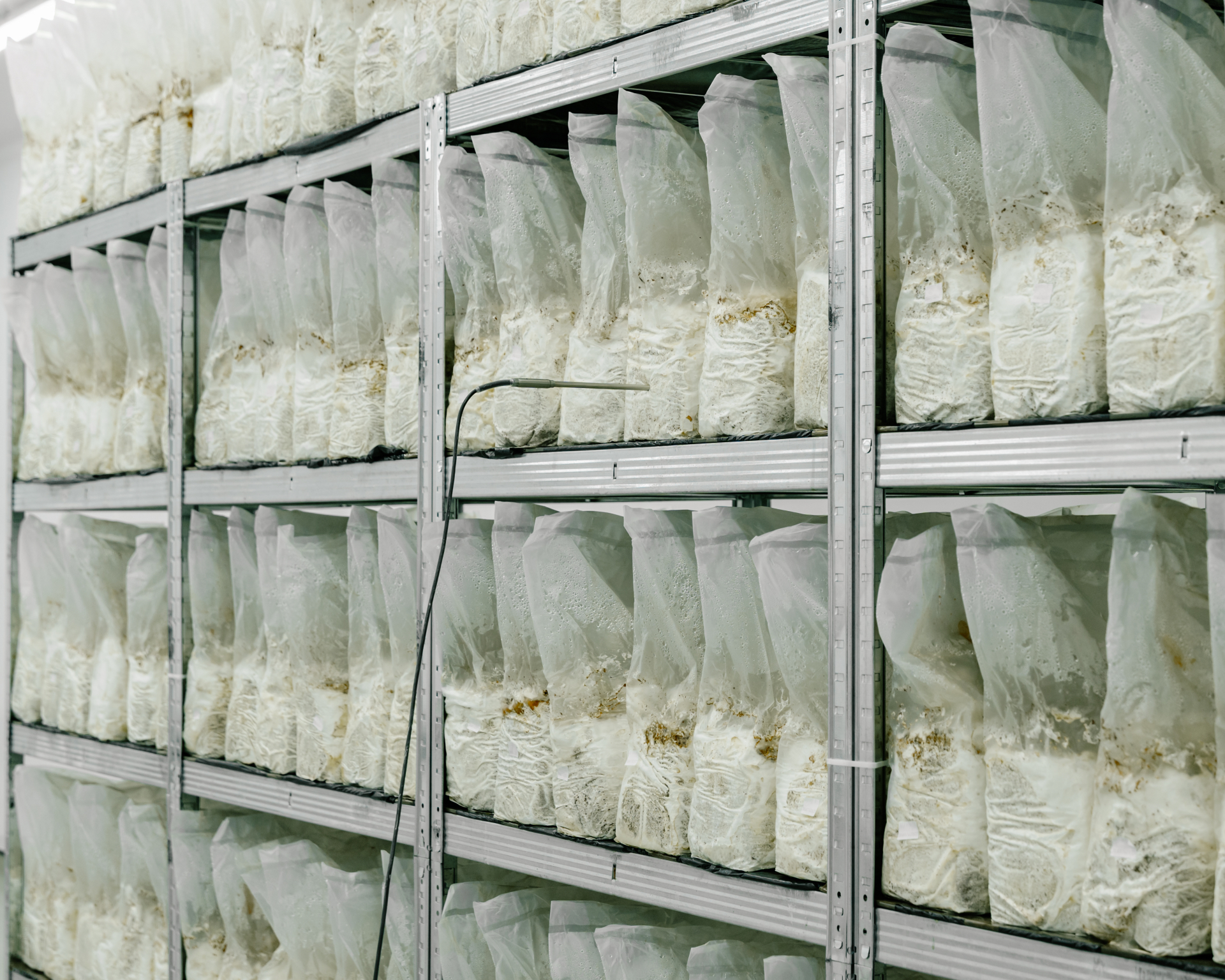 Rows of organic substrate blocks colonising on steel shelving inside Shrooma's Oswestry growing room