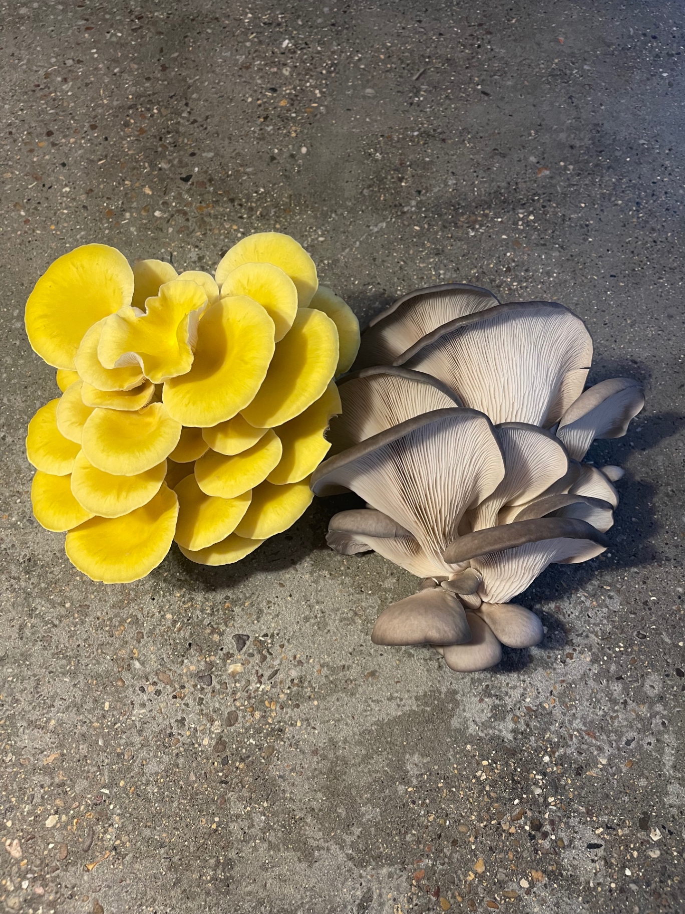 A cluster of yellow oyster mushrooms beside a cluster of grey oysters