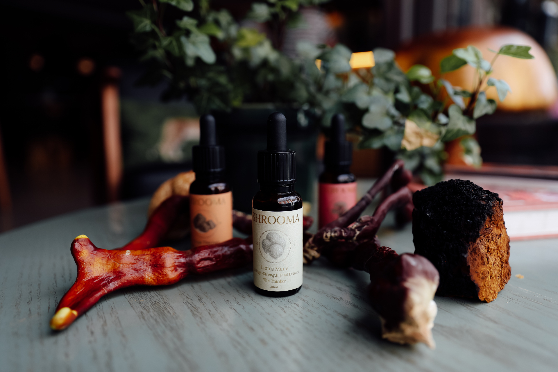 The three Shrooma tinctures, Lion's Mane, Reishi and Chaga, arranged with whole dried fruiting bodies on a slate table.